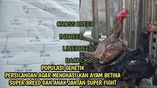 Populasi Genetik||Persilangan Agar Mengasilkan Ayam Betina Super Breed Dan Anak Jantan SuperFigt