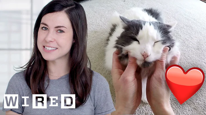 Researcher Explains Why Cats May Like Their Owners as Much as Dogs | WIRED - DayDayNews