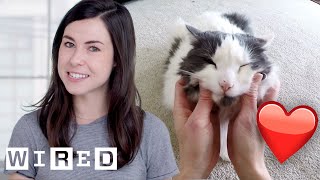 Researcher Explains Why Cats May Like Their Owners as Much as Dogs | WIRED screenshot 1