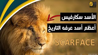 الأسد سكارفيس | موت أعظم أسد عرفه التاريخ - القصة الكاملة