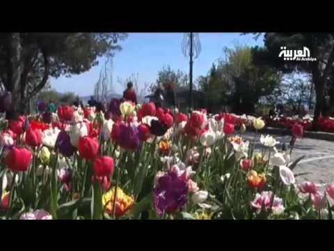 مهرجان الزنبق في إسطنبول