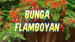 Bunga Flamboyan - Laily Dimyati Lagu Nostalgia dan Kenangan +