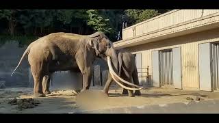 Elephant Breeding | Elephants Mating