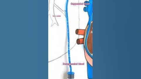 Blood circulation in heart#scienceproject #stemactivities