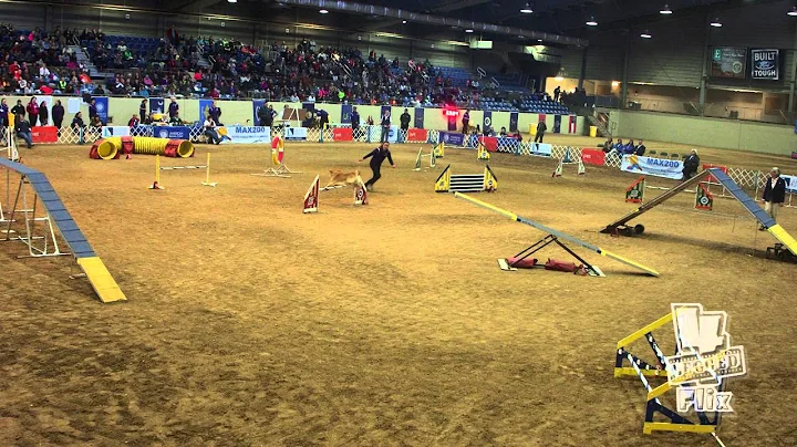 Red and Amanda Smelser 20" Finals AKC NAC 2016