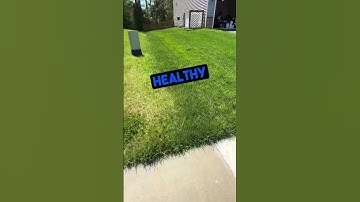 NO WEEDS In A Well Fed Lawn #shorts