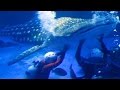 モモベエ海へ帰る　のとじま水族館のジンベエザメ の動画、YouTube動画。