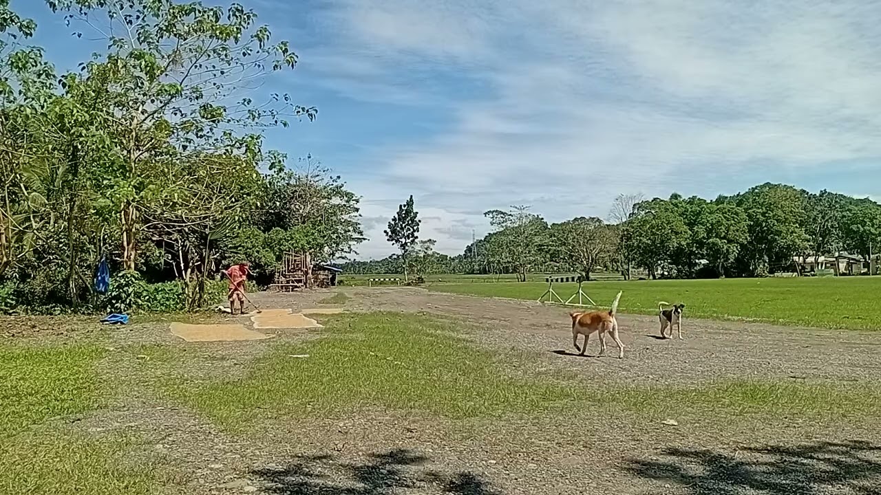 Nagbilad ng palay pra ipagiling bukas