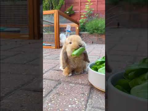 Video: Bunny Breed Guide: Mini Lop / Holland Lop-kanit