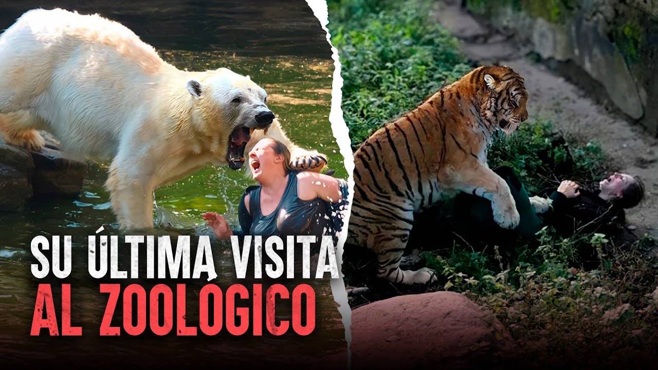 Ataques MORTALES en el zoológico: cuando los animales se DEFIENDEN ...