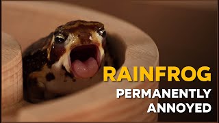 Don't Judge a Frog  by Its Grumpy Face! | Nature Nuggets