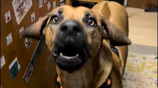 Trash talking Rhodesian Ridgeback Peaches cuts up at the office