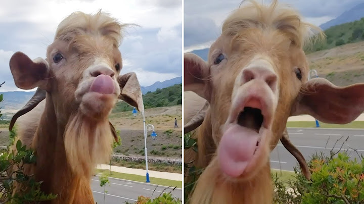 Hilarious Conversation Between Goat And Farmer @netallstars