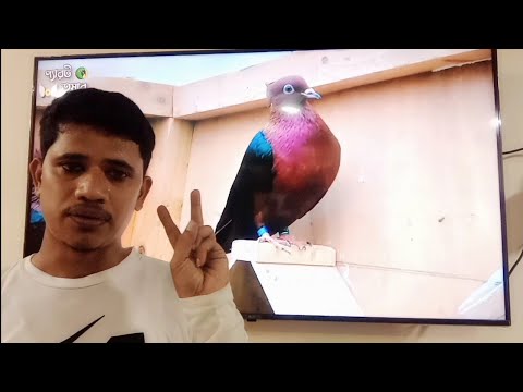 ผลสลากกินแบ่งรัฐบาล วันที่ 1 พย. 2567