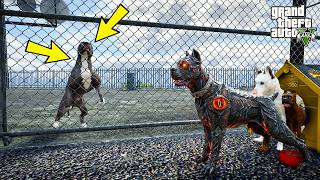 TERMİNATÖR KORKUNÇ SAURON'UN EVİNİ BASIYOR!(PİŞMAN OLDU!) - GTA 5 PİTBULL'UN HAYATI