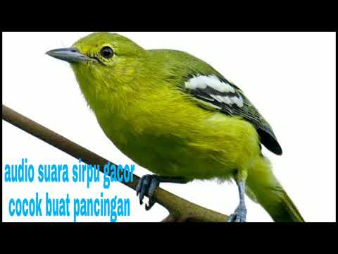 Sirpu Betina Birahi Panggil Jantan Youtube