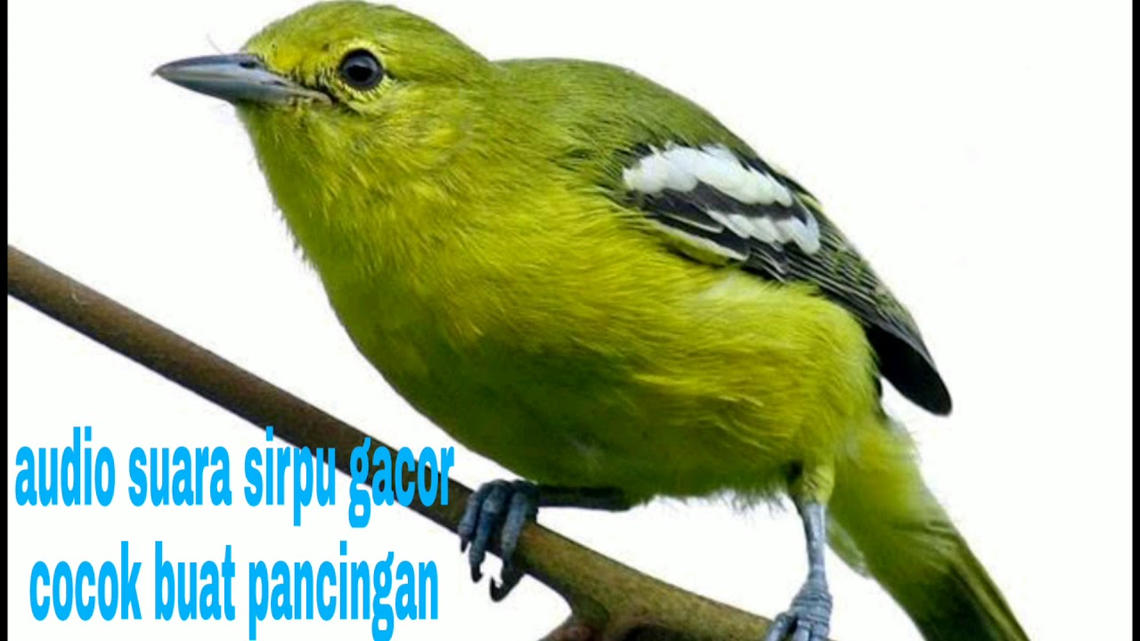 Sirpu Betina Birahi Panggil Jantan Youtube