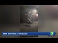 UC Davis community responds to bear sighting on campus