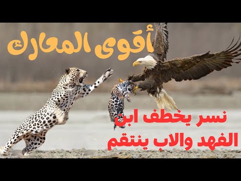 اقوى معارك الحيوانات نسر يخطف ابن الفهد والاب ينتقم