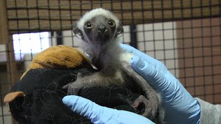 Lemur Grandchild of Famous Zoboomafoo Born at Duke University