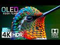 Experience 4K HDR Dolby Vision 120fps | Breathtaking Nature OLED Demo (For 8K/4K TV)