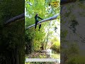 How Did He Get Up There? And How Will He Get Down?! #logworker #woodworking #trending #engineering