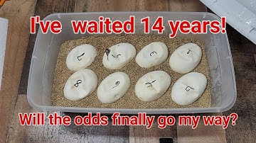 Will my dream come true after 14 years? Ball Python Clutch Cutting 🐍