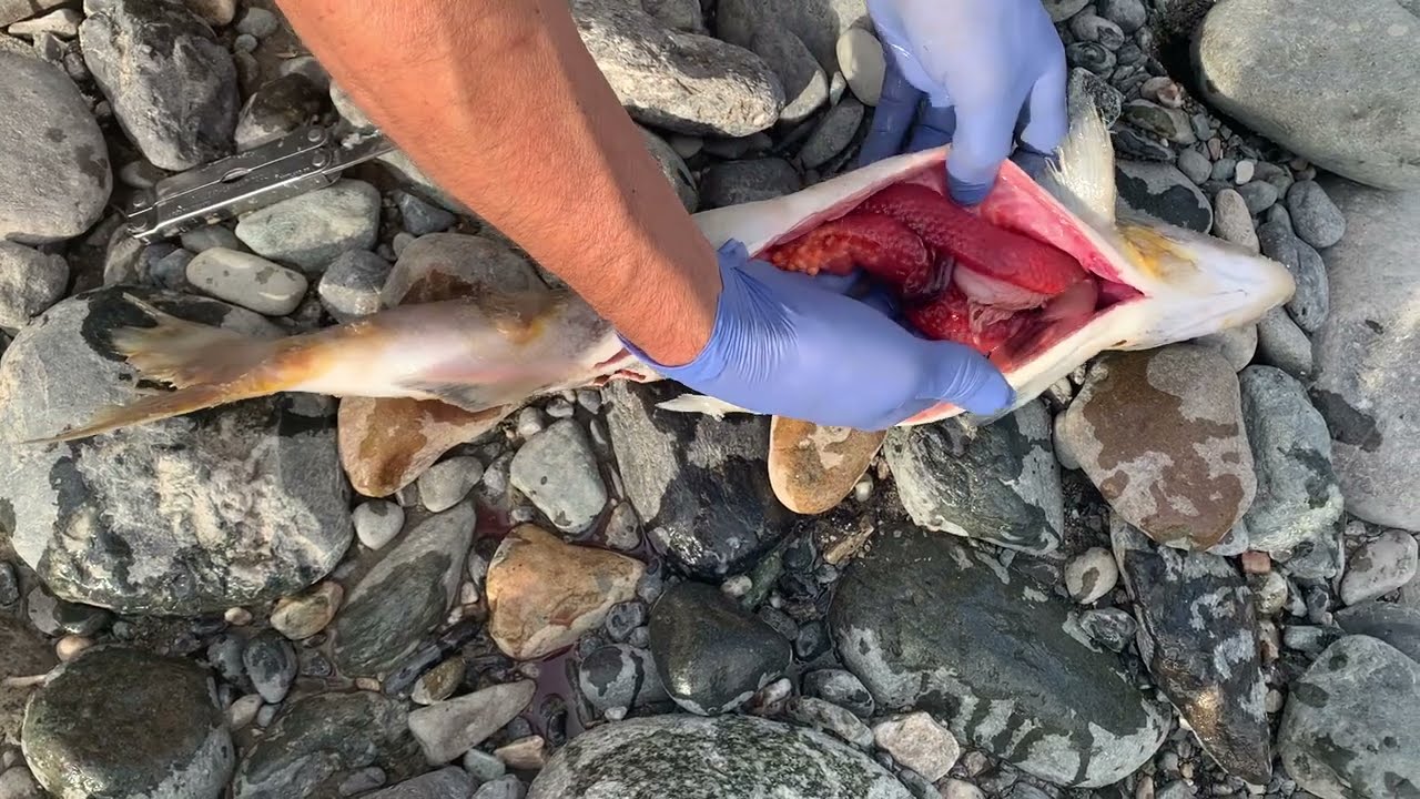 A salmon FULL OF EGGS died before spawning at pipeline
