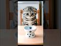 The Cat Who Acts Like a Total Derp – Derp Mode On: Billi Ki Masti Dekho!