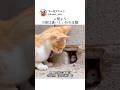 人間より10倍は速いといわれる猫