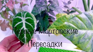 видео: Первые Мартовские Пересадки( Часть Первая) картинка: Первые Мартовские Пересадки( Часть Первая)
