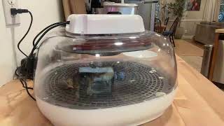 Exclusive Shrink Wrapped Baby Chick Hatching Information