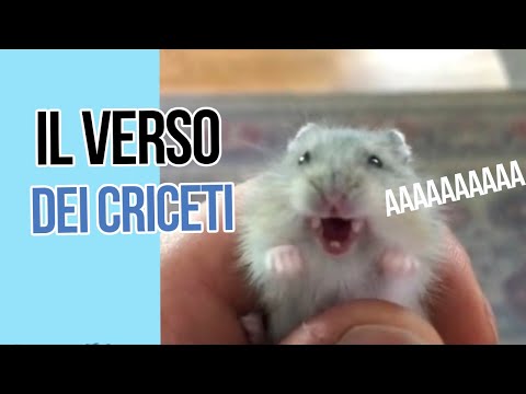 Video: Perché Il Criceto Squittisce?