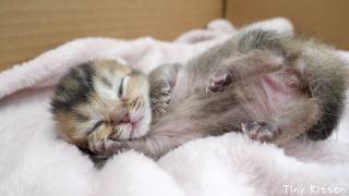 Cute kitten that falls asleep instantly when its mom licks it…