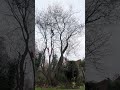 Judas tree part 1 #philipallentreesurgeon #treesurgery #judastree