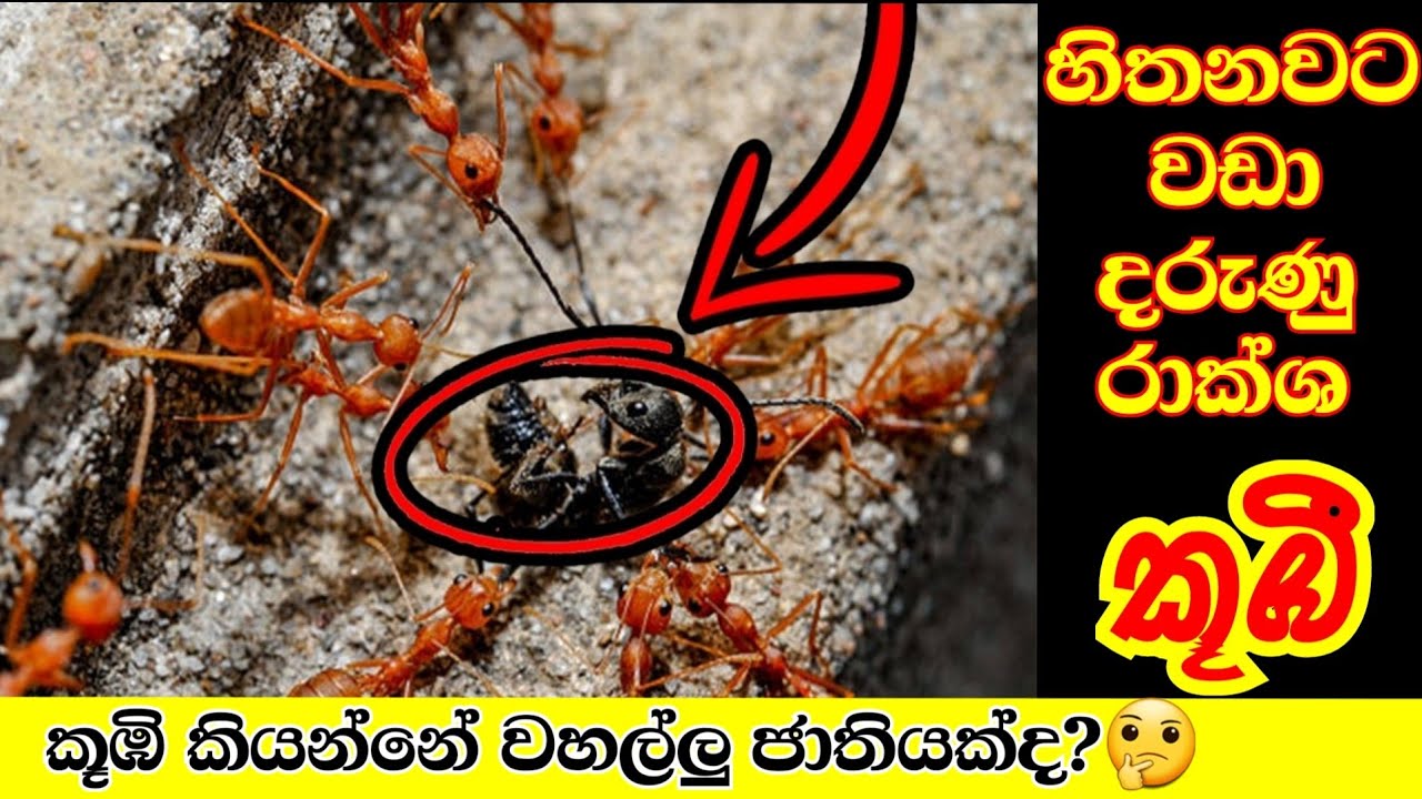 කූඹී මේ තරම් දරුණු සත්තු ජාතියක් කියලා දැනන් හිටියද? | කූඹි ගැන ඔබ අහලා නැති දේවල්.