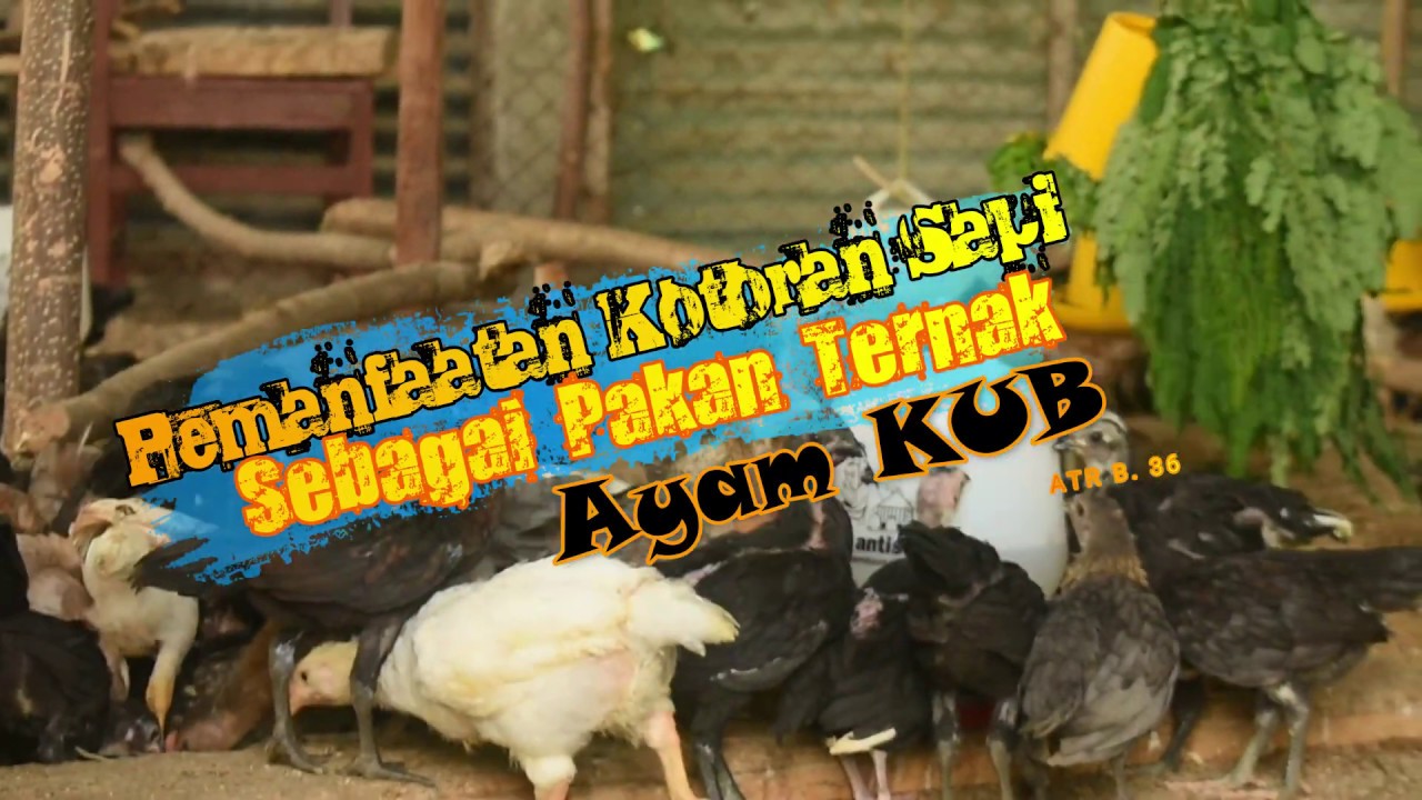 Pemberian Pakan pada Ternak Ayam 