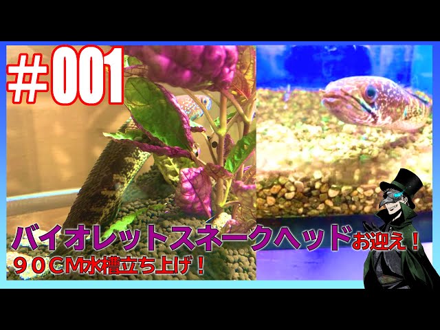 バイオレットスネークヘッドをお迎えした！ ＃1 - YouTube