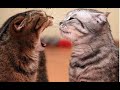 😺 Honey, don&#39;t swear! 🐈 Funny video with cats and kittens for a good mood! 😸