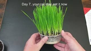 Growing Cat Grass with a Cat FurNature Cat grass kit