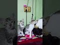 അമ്മയും മക്കളും 🐕🐕 മേക്കപ്പ് ടൈം💄 #pets #cat