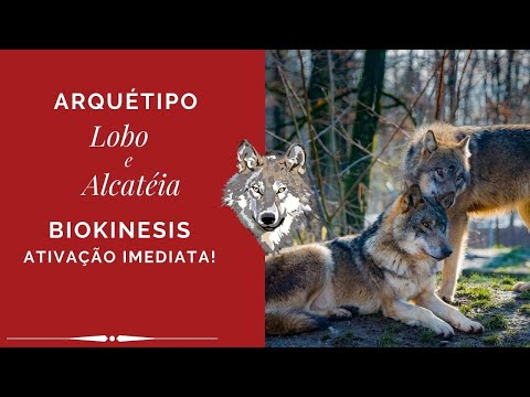 Vídeo: Ideias Místicas Sobre Lobos Na Região De Vitebsk - Visão Alternativa