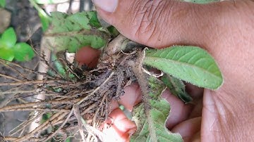 tshuaj mob qa - mob pob qas - mob ntsws & mob siab