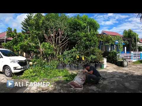 Video: Maklumat Mengenai Pemangkasan Loropetalum - Masa Terbaik Untuk Memangkas Loropetalum