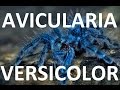 Avicularia Versicolor Tarantula Sling Pick up + [Contest Results Are In]