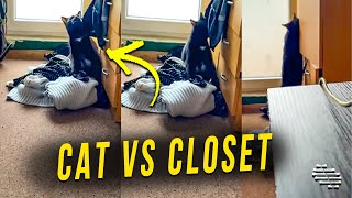 Cat Slips and Falls Trying to Get Into the Closet