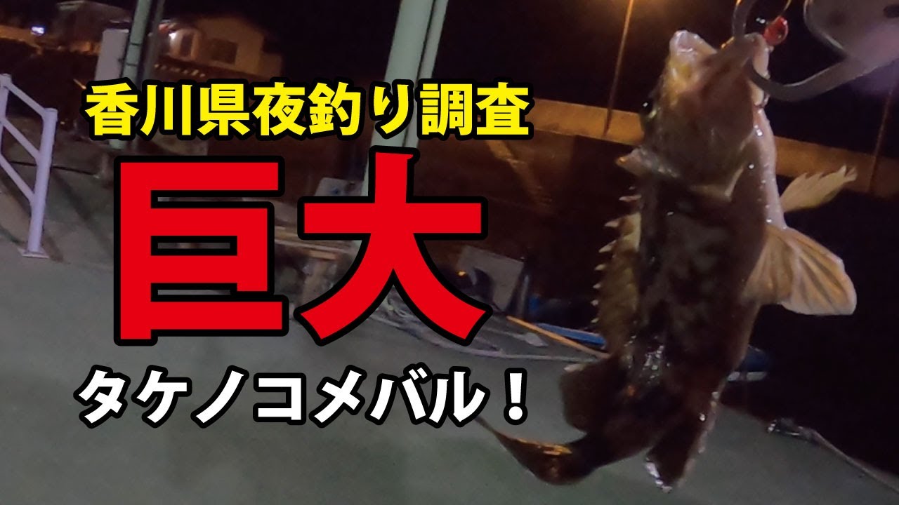 夜釣り調査 香川県釣り メバルが釣れなくても何か釣って帰ろう 調査 44まい Youtube