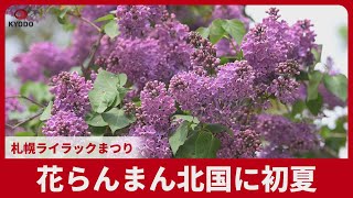 花らんまん北国に初夏 札幌ライラックまつり