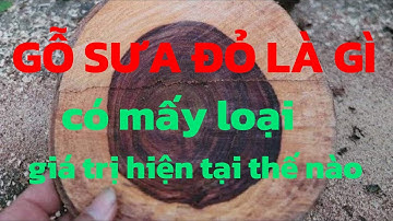 Mới Nhất GỖ SƯA ĐỎ LÀ GÌ CÓ MẤY LOẠI, GIÁ TRỊ TẠI THỜI ĐIỂM NÀY NHƯ THẾ NÀO.