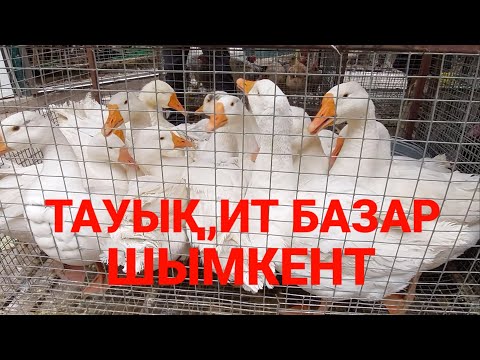 Бейне: Бал тауық